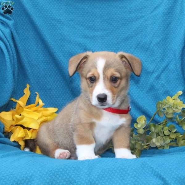 Buster, Pembroke Welsh Corgi Puppy